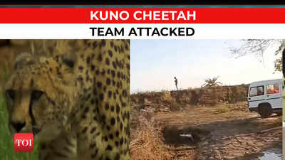 Violent attack on Kuno cheetah team in Madhya Pradesh, mistaken for cow thieves