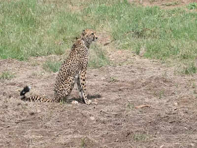 Cheetah strays out of Kuno, reaches Shivpuri national park