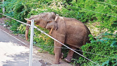 അരിക്കൊമ്പൻ വീണ്ടും ജനവാസ മേഖലയിലേക്ക് നീങ്ങുന്നു