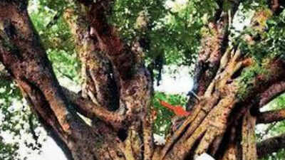 500-year-old banyan tree discovered near UP's Narora plant now oldest in world