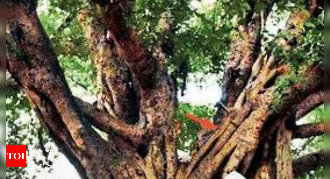Banyan vechi de 500 de ani descoperit lângă fabrica UP Narora este acum cel mai vechi din lume