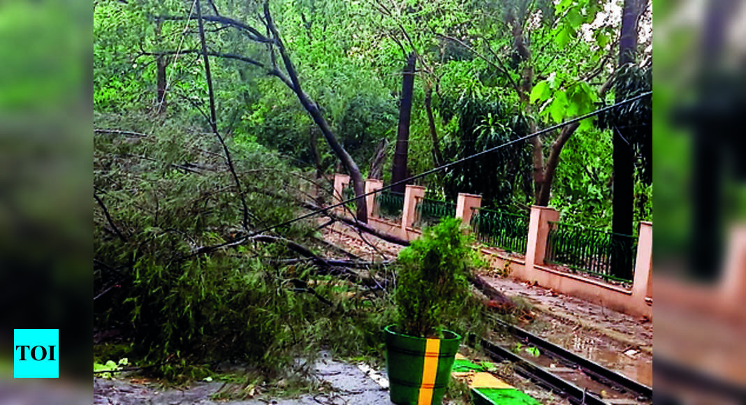 Uprooted Trees Block Enclosures | Lucknow News - Times of India