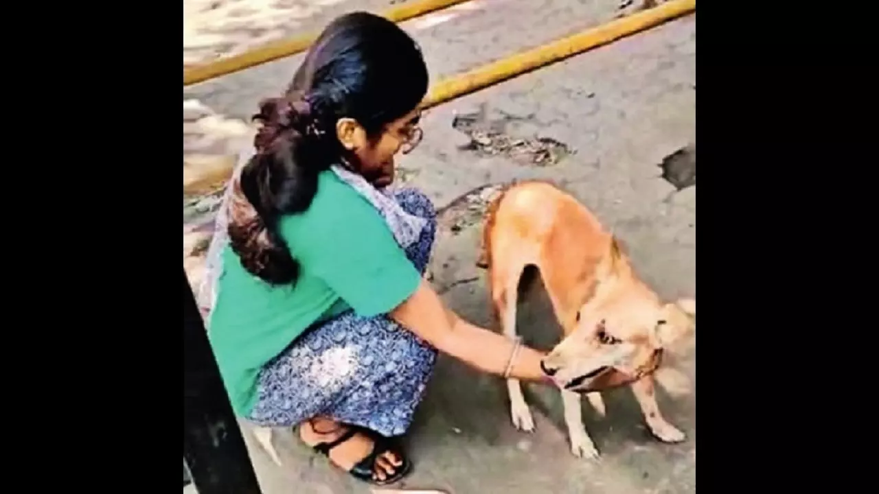 Deadly distemper disease strikes dogs in Navi Mumbai Mumbai News