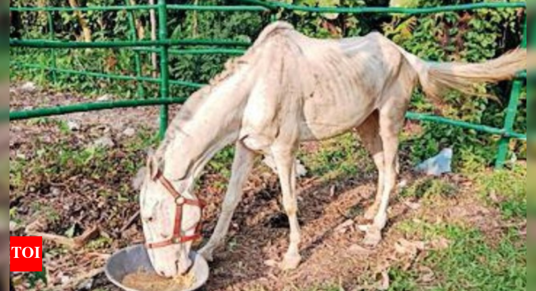 Horse Owners Break Into Animal Shelter Kolkata News Times of India