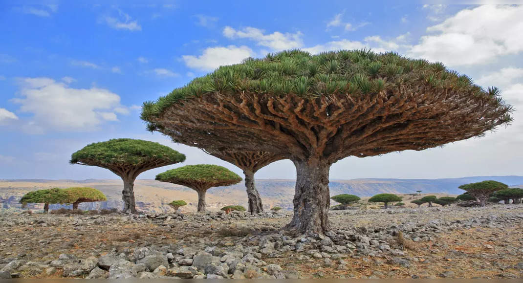 Everything on this stunning island in Yemen is alien-like, Yemen ...