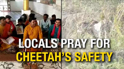 Watch: Residents of villages near Kuno National Park hold prayers and conduct havan for safety of cheetahs