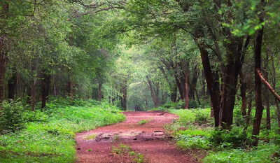 Panel to review project in Kuno National Park tomorrow