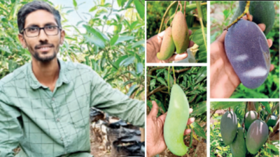 Taste the world at this mango orchard