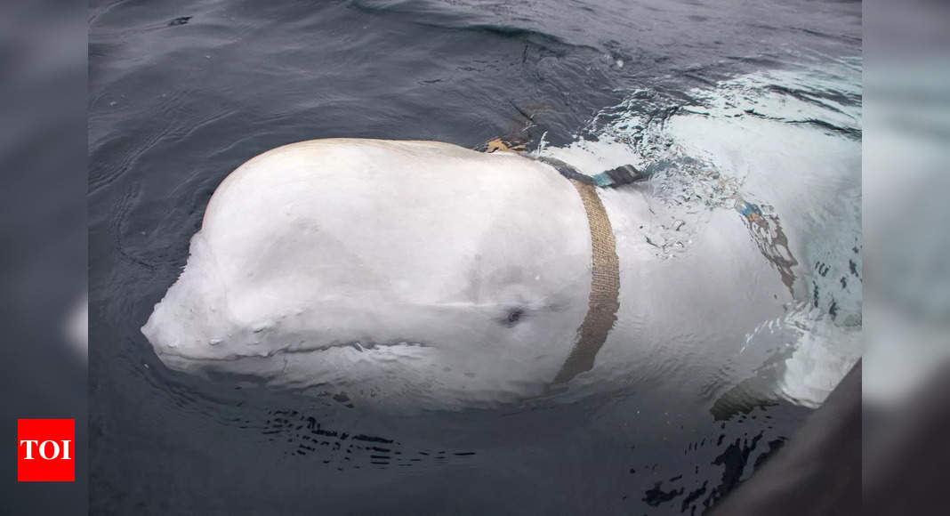Une baleine « espionne » russe présumée réapparaît au large des côtes suédoises