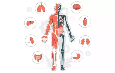 Physiology Explained: The study of how the human body works