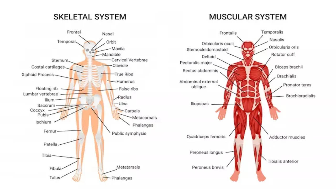 Human Anatomy: Explained: The basic anatomy of the human body - Times of  India