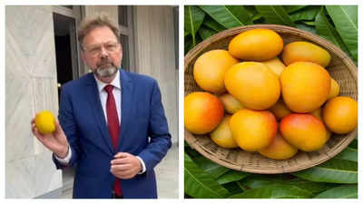 Watch: German Ambassador tries different varieties of Indian mangoes and says this