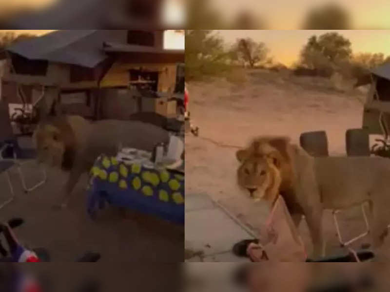 Lion walks casually through a campsite leaving the bystanders stunned