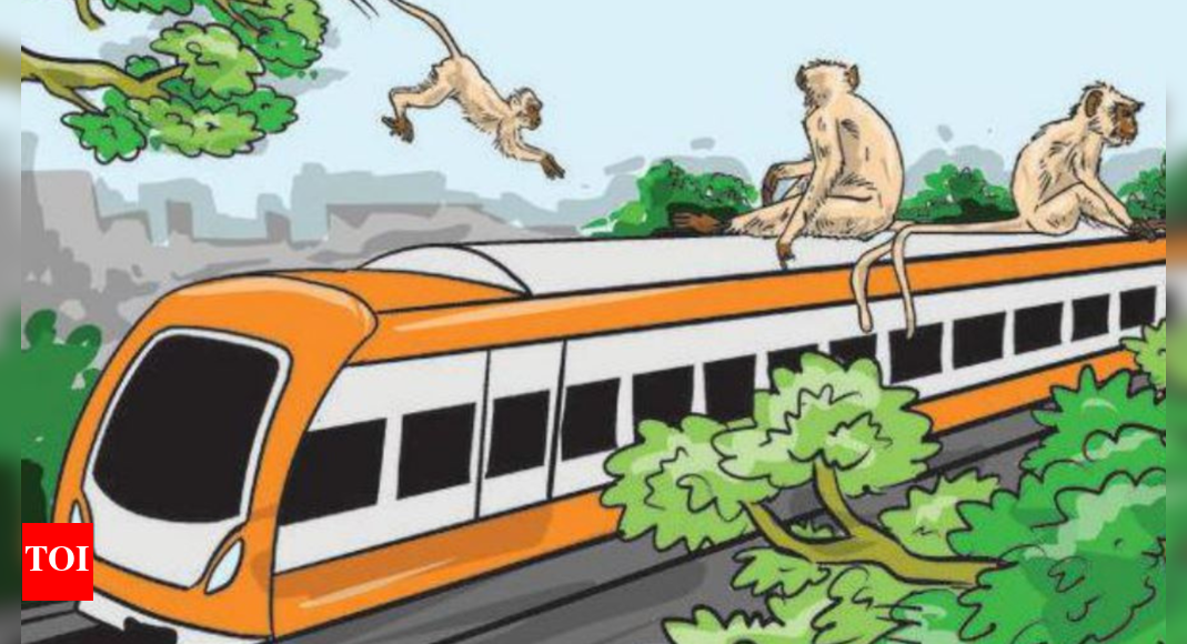 Monkeys throw a wrench into city's metro works Ahmedabad News Times of India