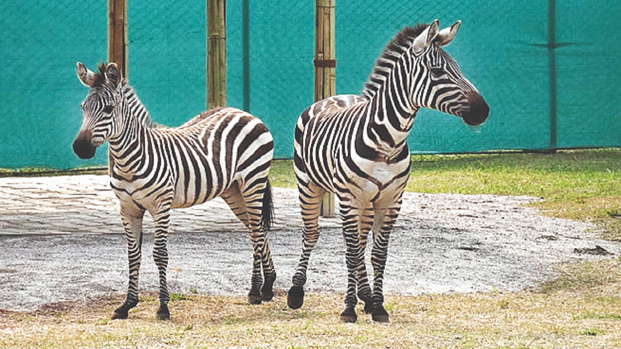 ZEEBRA/THE LIVE ANIMAL 03 JAPAN TOUR～TO… THE LIVE ANIMAL 03 JAPAN TOUR ～TOKYO'S FINEST～ : ZEEBRA