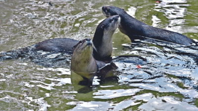 Rescued in 2006 floods, otter pair gives Sarthana zoo family of 38