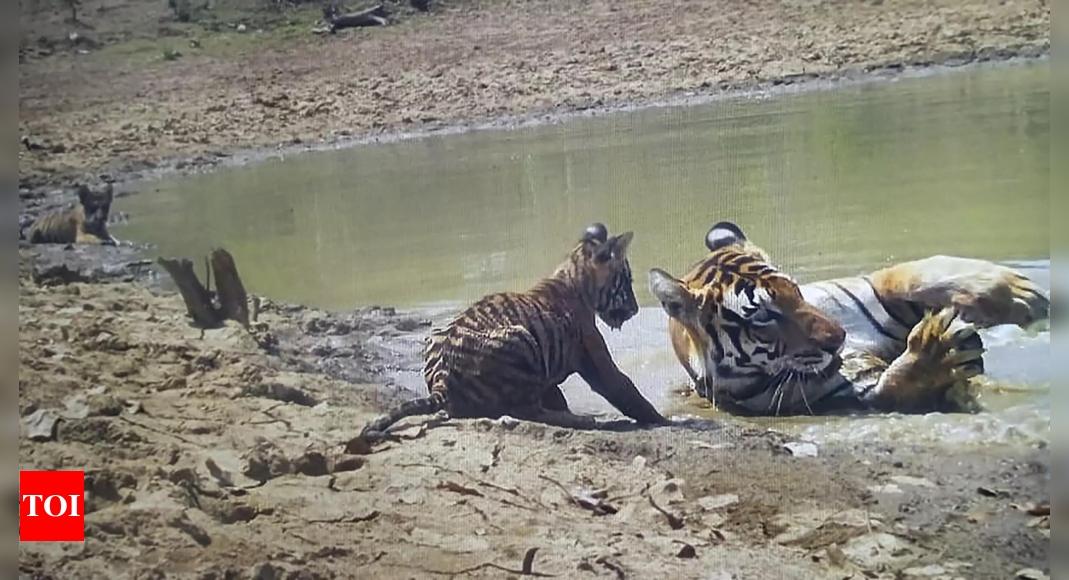 Madhya Pradesh Tiger Reserve: Two tiger cubs born in Panna Reserve