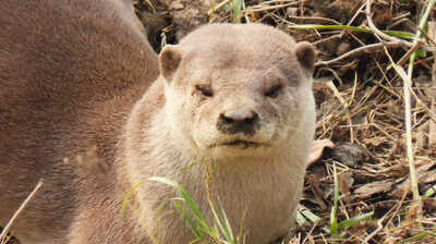 World Otter Day: Experts express concern over lack of conservation plans for otters in India