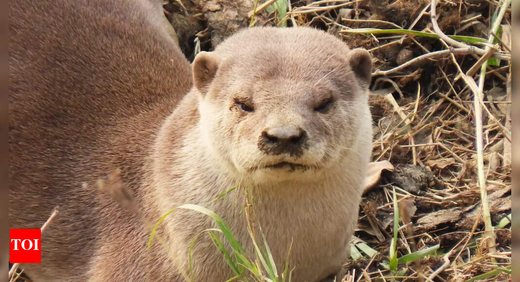 World Otter Day: Experts express concern over lack of conservation