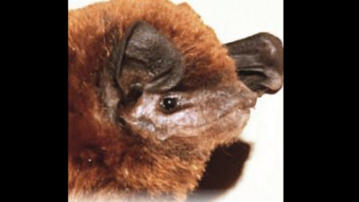 OU scientist, son discover new bat species