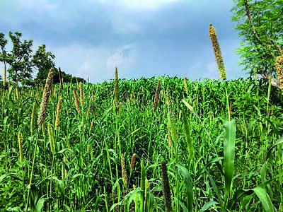 Palamu millet products suffer due to lack of interest among farmers