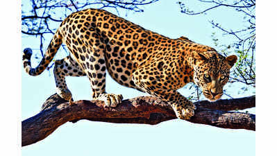 Gujarat forest dept seeks Centre’s nod for leopard population control