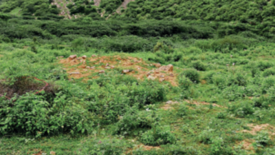 Soon, 60 waterbodies to fortify Aravali Green Wall, 15 in city