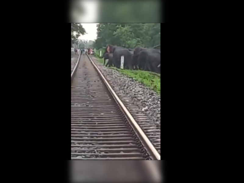 Assam Forest Department’s effective way of helping elephants cross rail tracks is viral
