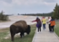 Huge bison lunges towards a tourist as she tries to pet the animal