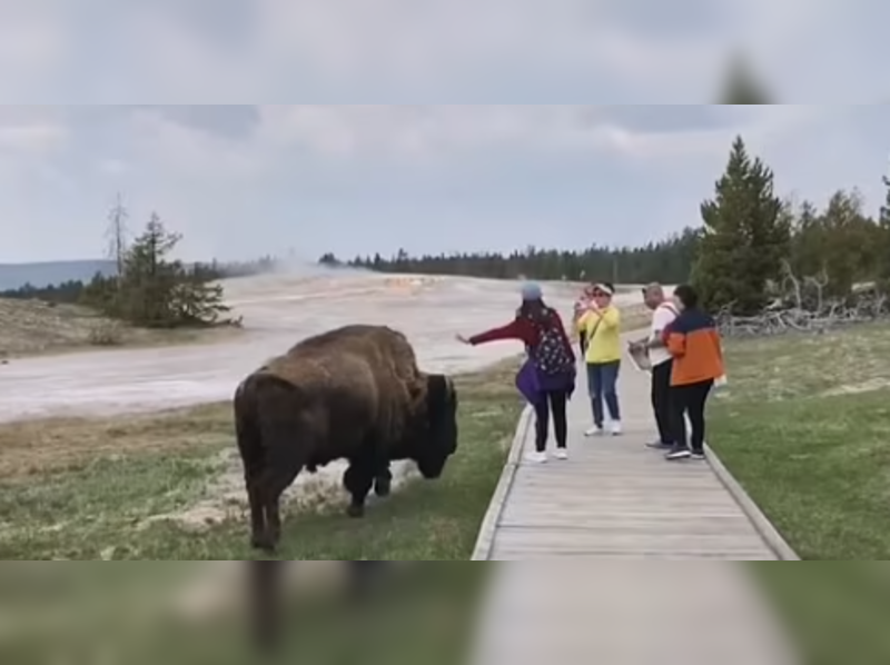 Huge bison lunges towards a tourist as she tries to pet the animal