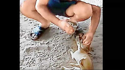 In Vadodara, man pins pup to ground, forcibly feeds it liquor