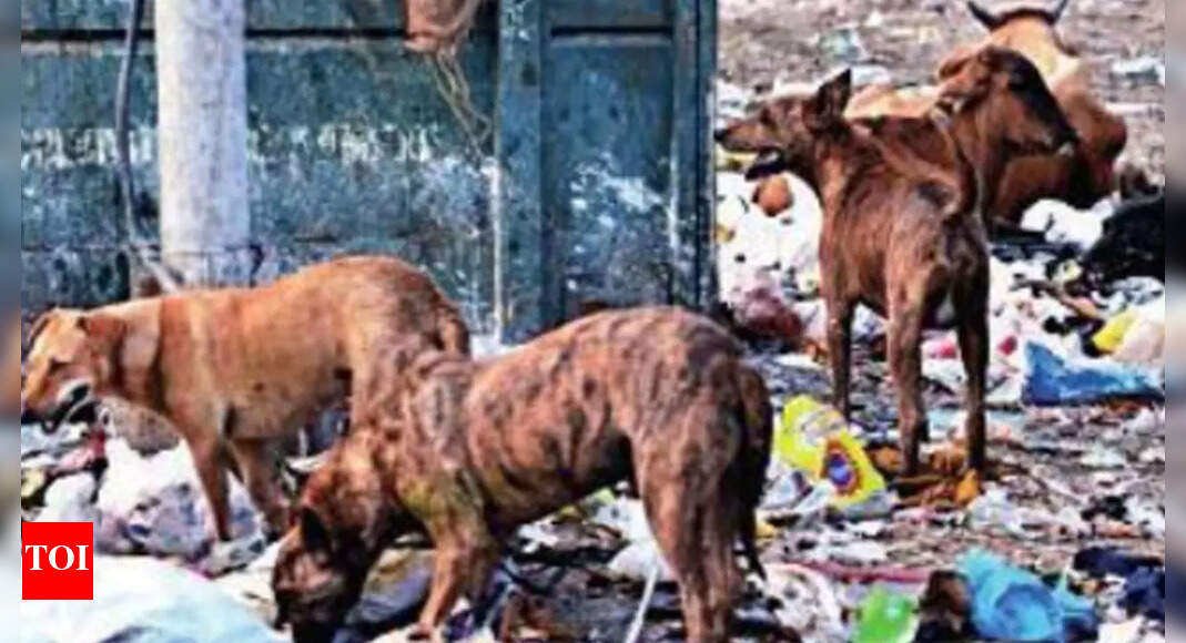 Stray Dog Menace Hc Pulls Up Mcg For ‘abysmal Failure’ Gurgaon News