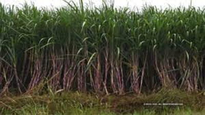 ChamSugar starts sugarcane crushing