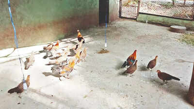 Gujarat’s jungles to get back near-extinct bird red fowl