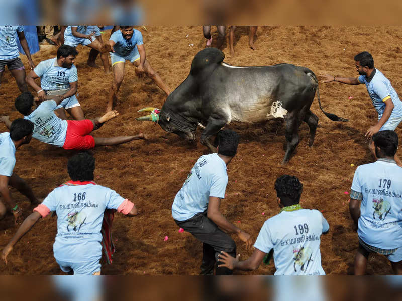 Eleven injured in controversial bullfighting festival in Peru