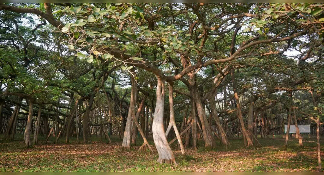 Bulandshahr’s 500yrold banyan tree crowned as the oldest banyan tree