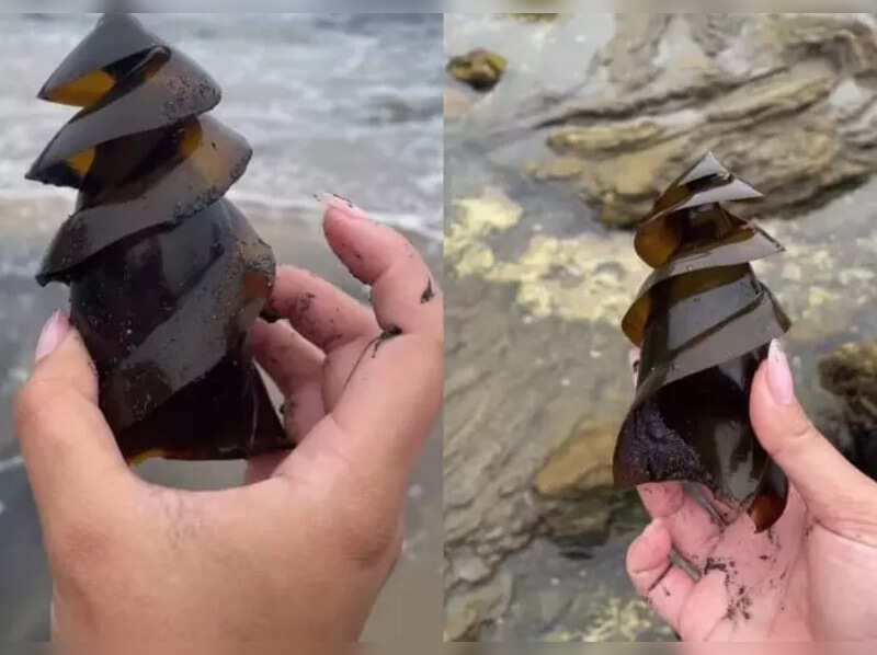 Woman finds shark egg at the shore; leaves amazed by its shape