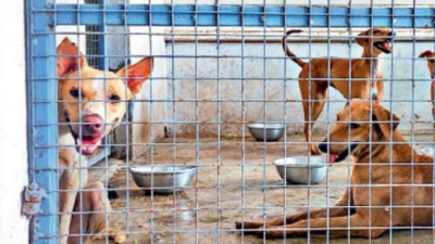 3 more ABC centres help raise stray dog sterilisation six fold