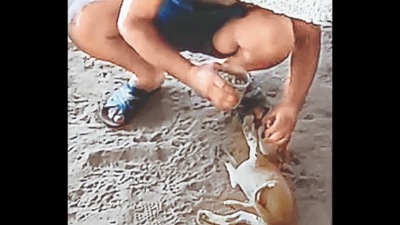 Man who fed booze to pups apologizes for inhuman act