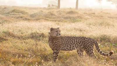 India faces challenges, sets milestones in Cheetah reintroduction