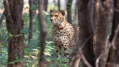 India faces challenges, sets milestones in Cheetah reintroduction