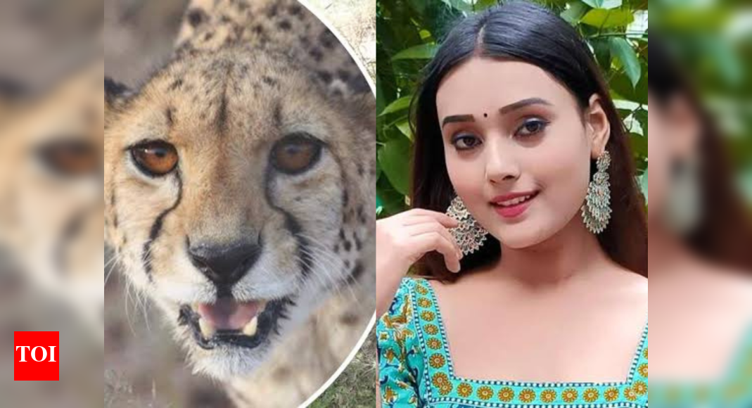 Cheetahs spotted on the set of Meri Saas Bhoot Hai; actors get petrified - Times of India