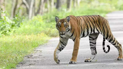 Injured tigress strays into houses in Kheri, found dead