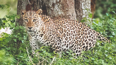 Two leopards trapped in Shirur tehsil in last 5 days