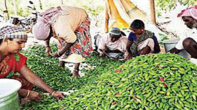 Severe shortage of chilli seeds leaves Ballari farmers distraught