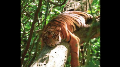 A close encounter in Kishanpur Wildlife Sanctuary