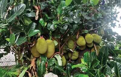 A prickly start to jackfruit’s commercial exploitation