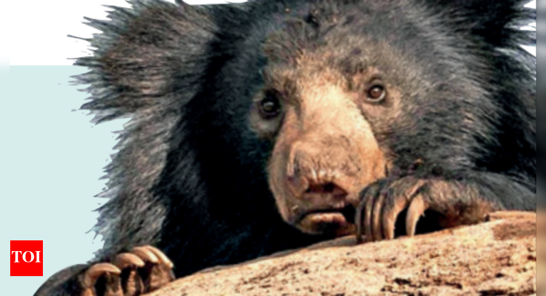 Packaged snacks becoming 'bear necessities' | Ahmedabad News - Times of