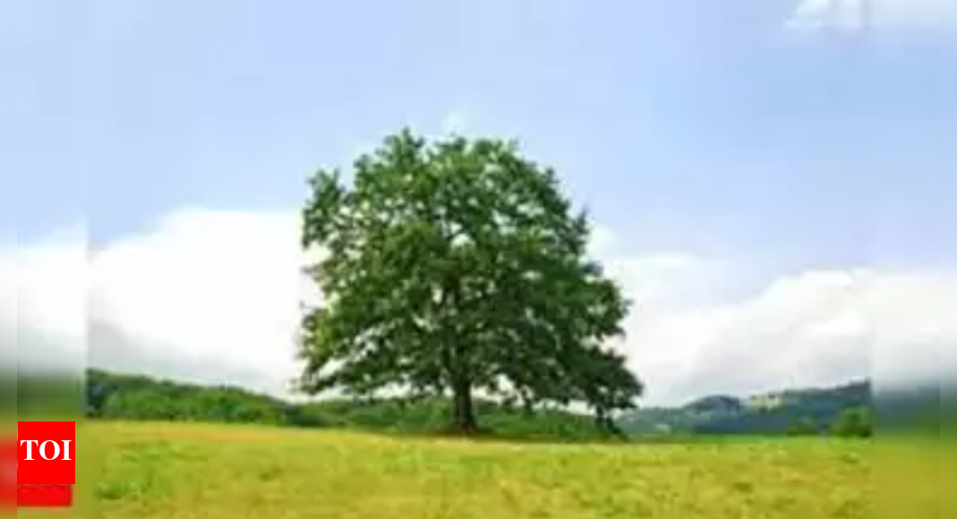 'Tree cover down by 101 hectares in state' | Ahmedabad News - The Times ...