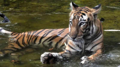 ‘Corridors, not translocation, key to decongesting India’s tiger reserves’